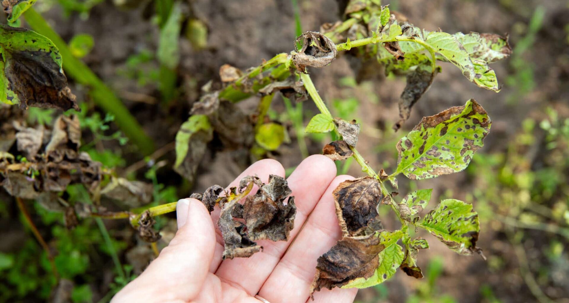 Woman hand showing damaged potato leaves. Phytophthora infestans Late blight of potato. A dangerous disease is destroying the potato crop in summer.