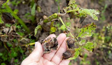 Woman hand showing damaged potato leaves. Phytophthora infestans Late blight of potato. A dangerous disease is destroying the potato crop in summer.
