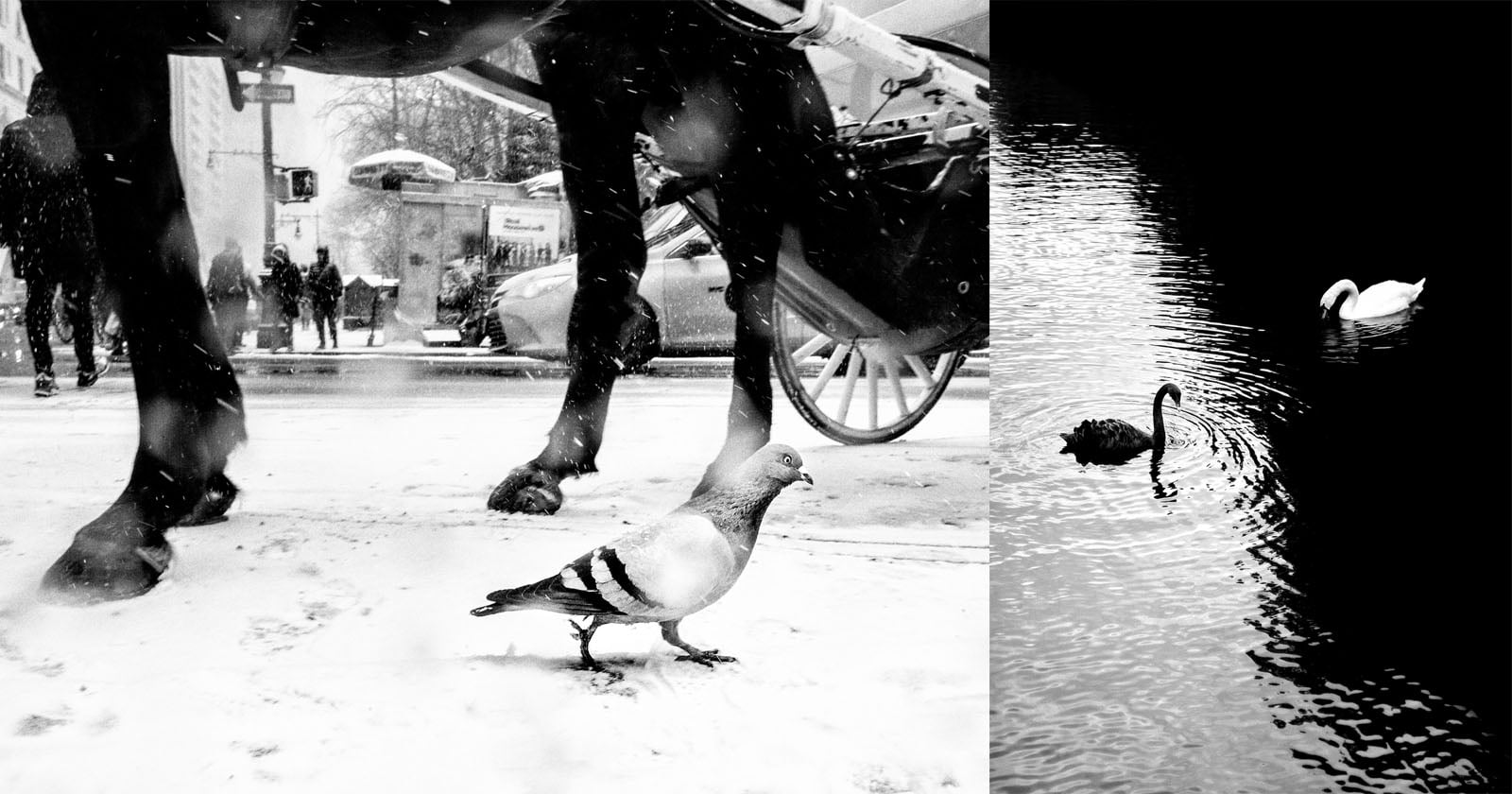 'Street Safari' by Alan Schaller Finds Humanity in Animals