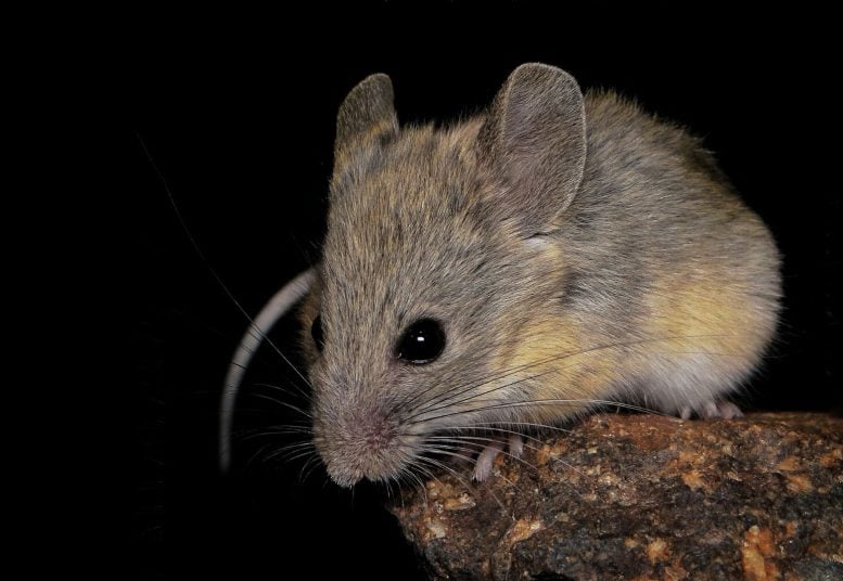 Andean Leaf Eared Mouse