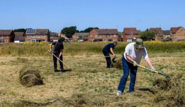 New wildflower meadow at Fairstead recreation ground will restore vital species