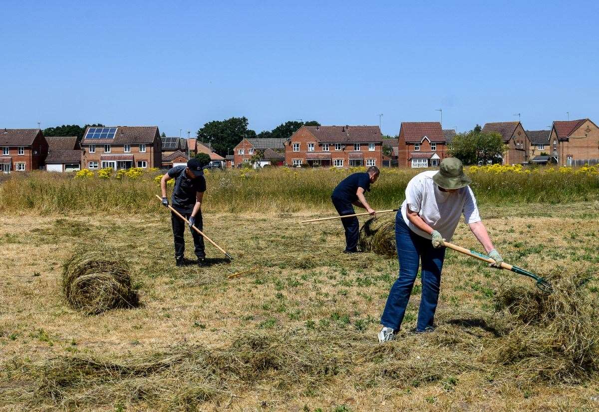 New wildflower meadow at Fairstead recreation ground will restore vital species