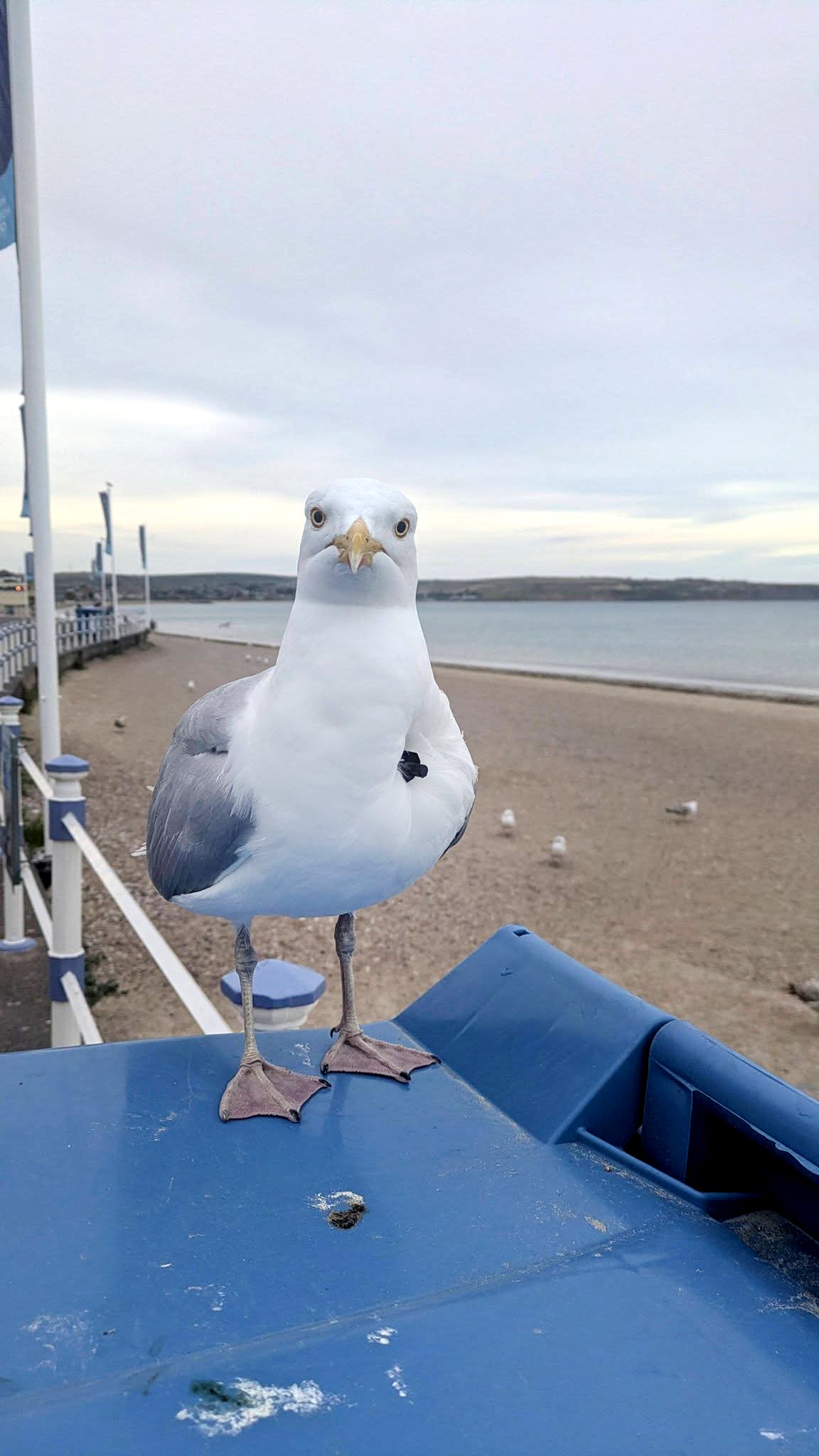 A seagull has been seen with a crossbow bolt embedded in its body