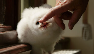 Baby barn owls rescued from a dockside loft