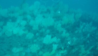 Benin deep-sea coral garden