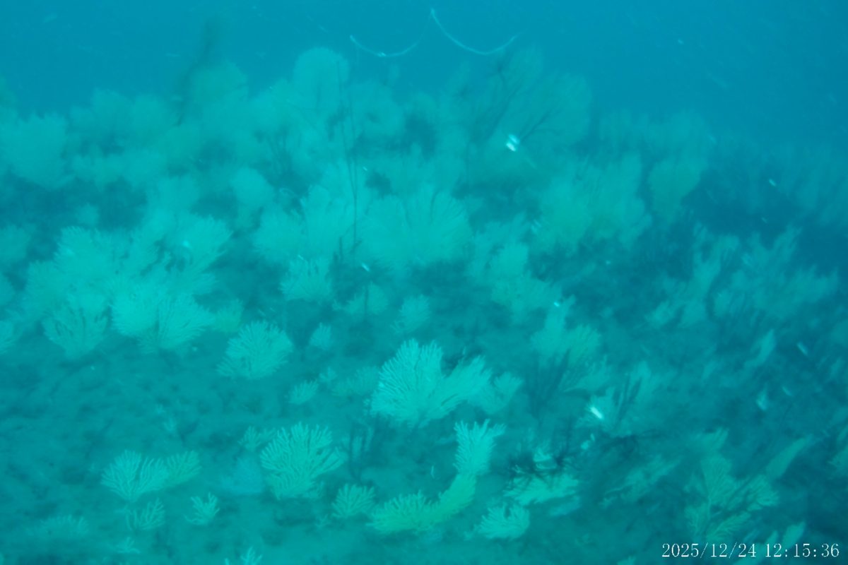 Benin deep-sea coral garden