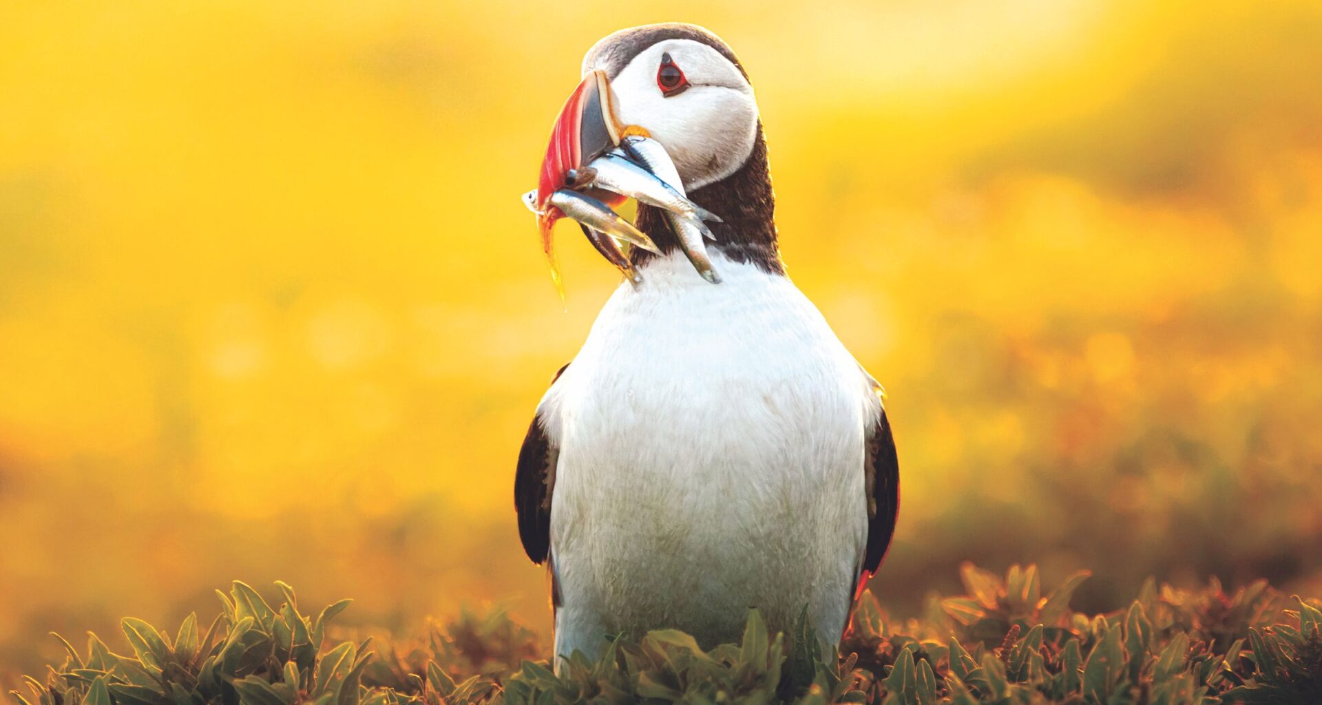 16-year-old photographer's golden puffin image won top photo prize and landed a magazine front cover – now young photographers are invited to follow in her footsteps