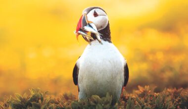 16-year-old photographer's golden puffin image won top photo prize and landed a magazine front cover – now young photographers are invited to follow in her footsteps