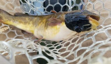 Catfish with Melanoma Cancer