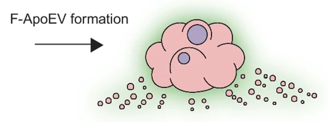 Cell death illustration