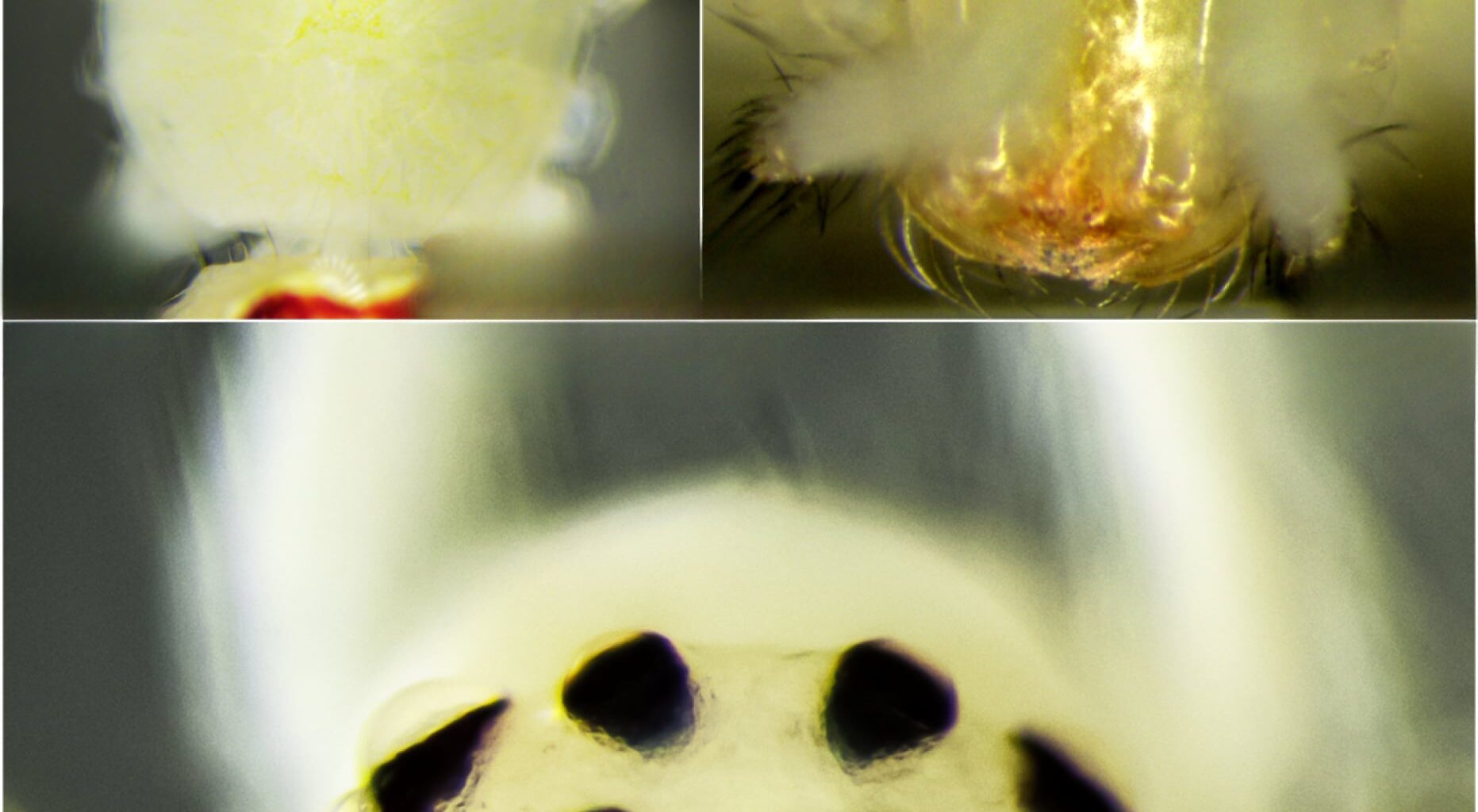 Cephalothorax of Female Holotype of T. himalayana sp. nov.