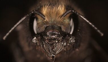 Most People Have No Idea That Bees Make Silk – And Scientists Just Worked Out How to Use It : ScienceAlert