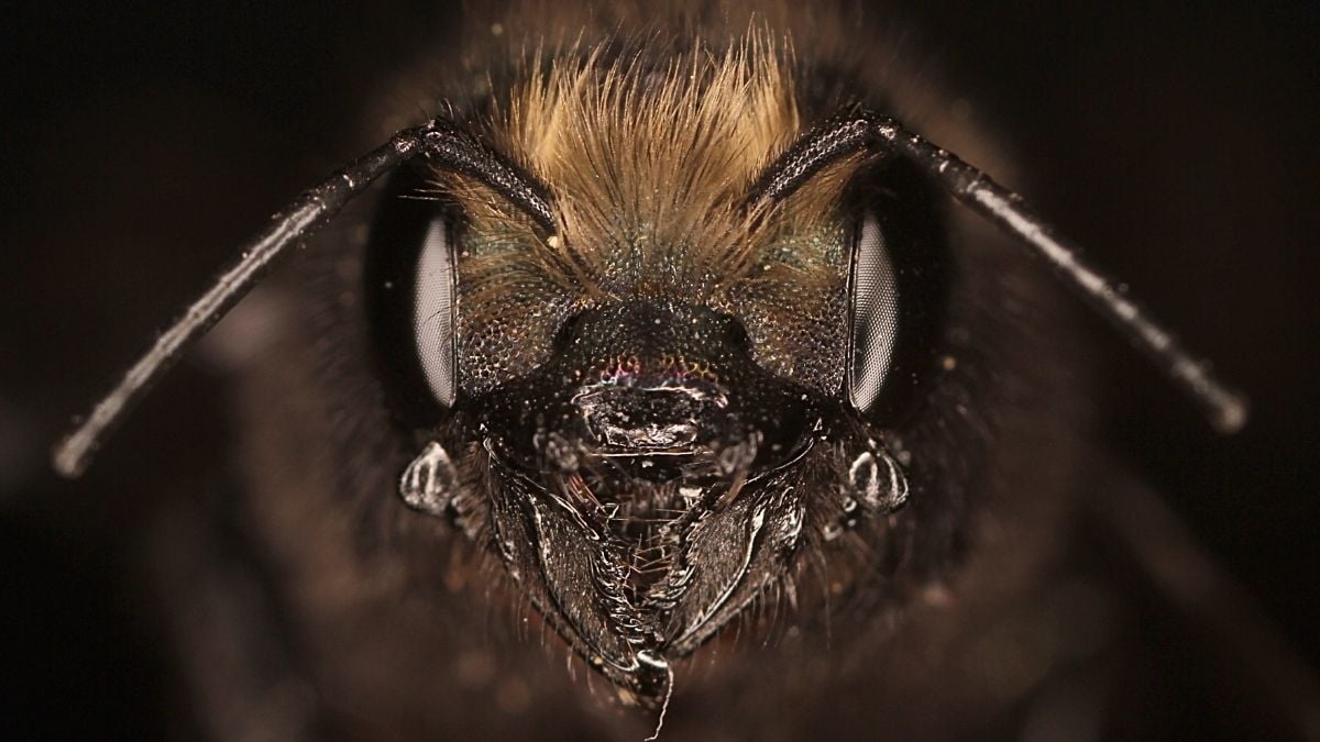 Most People Have No Idea That Bees Make Silk – And Scientists Just Worked Out How to Use It : ScienceAlert
