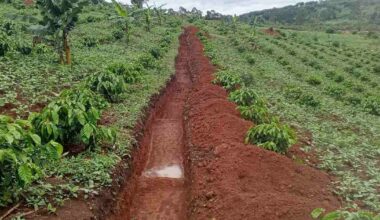 Ugandan Coffee Growers Shrug Off Drought Thanks to Regenerative Agriculture
