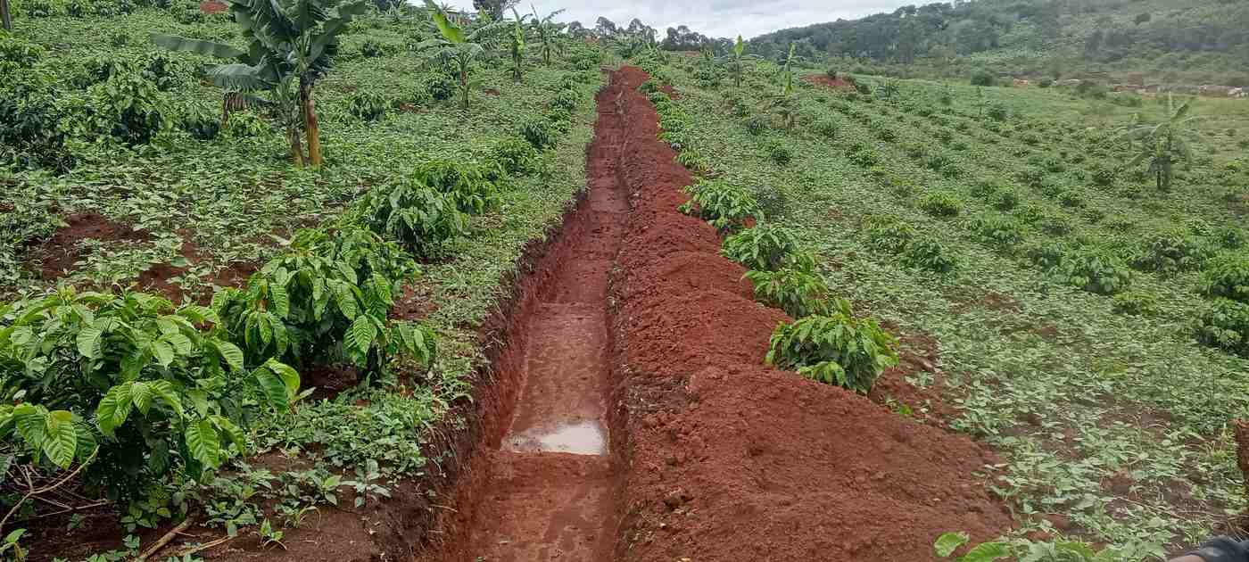Ugandan Coffee Growers Shrug Off Drought Thanks to Regenerative Agriculture