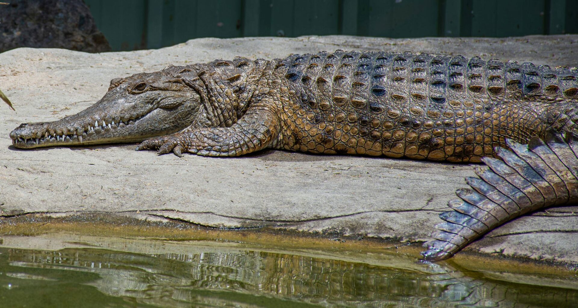 What Happened to Australasia’s Lost Crocodiles? New Research Reveals a Dramatic Extinction Story