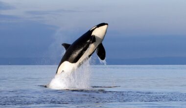 In this Jan. 18, 2014, file photo, an endangered female orca leaps from the water while breaching in Puget Sound west of Seattle, Wash.