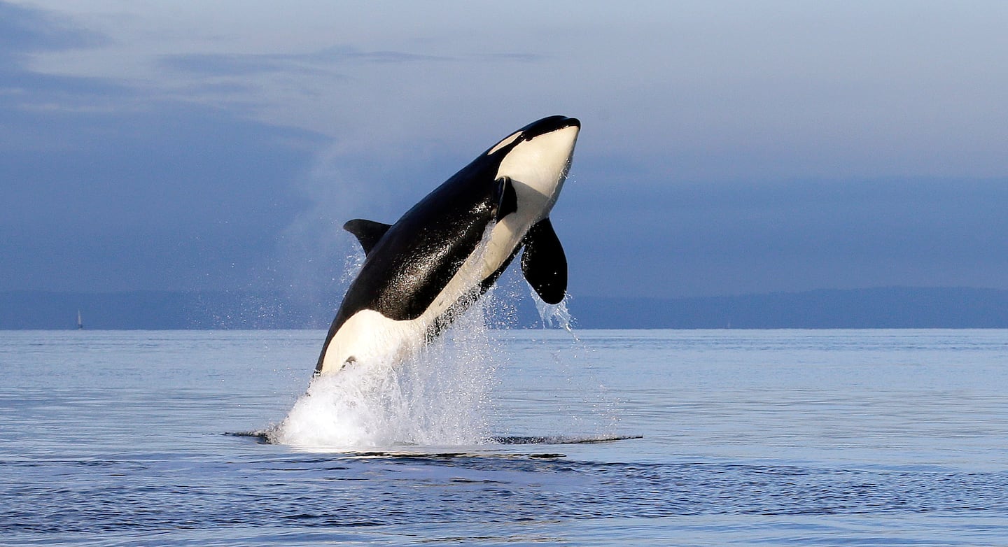 In this Jan. 18, 2014, file photo, an endangered female orca leaps from the water while breaching in Puget Sound west of Seattle, Wash.