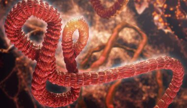 Ebola Virus Artist