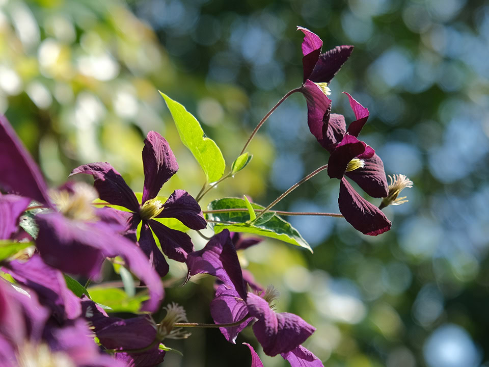 Fuji X S10 Tough Bokeh Crop Flower