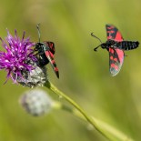 The new Natural History GCSE is under development by OCR