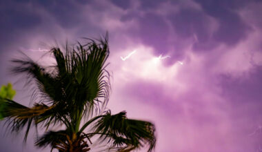 lightning in the clouds behind a wind-blown palm tree.