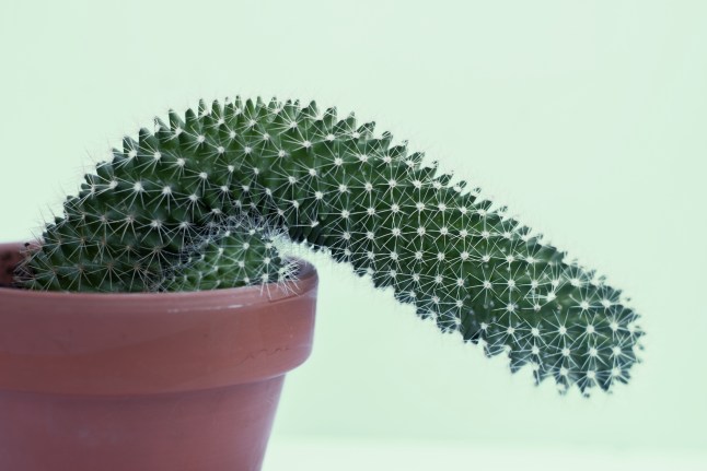 A flaccid cactus.