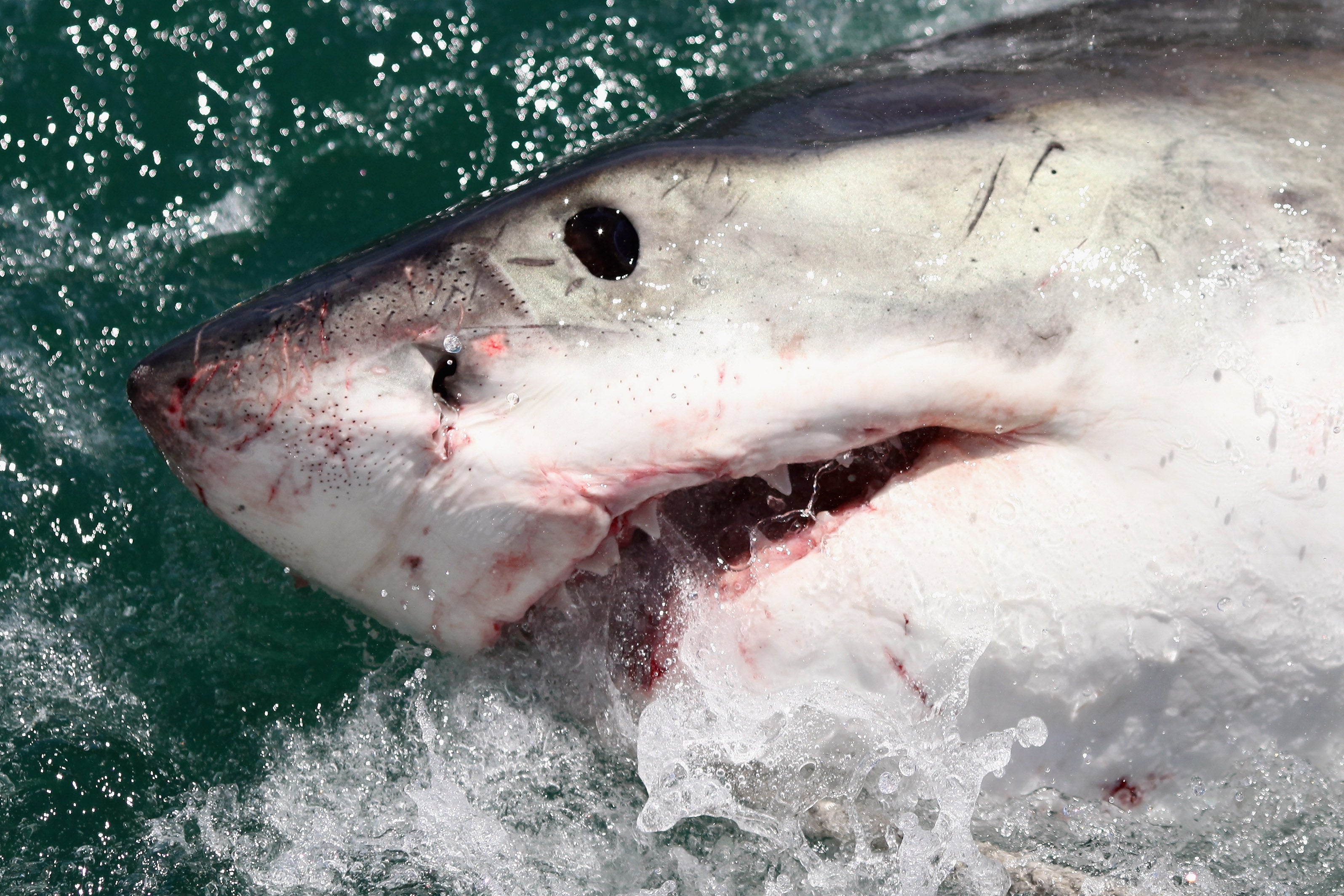 An El Niño climate pattern is bringing more unusual species to California shores. Some of them can be deadly to humans
