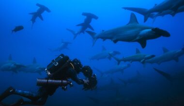 A scuba diver with underwater camera gear swims among a large group of hammerhead sharks in deep blue ocean water.