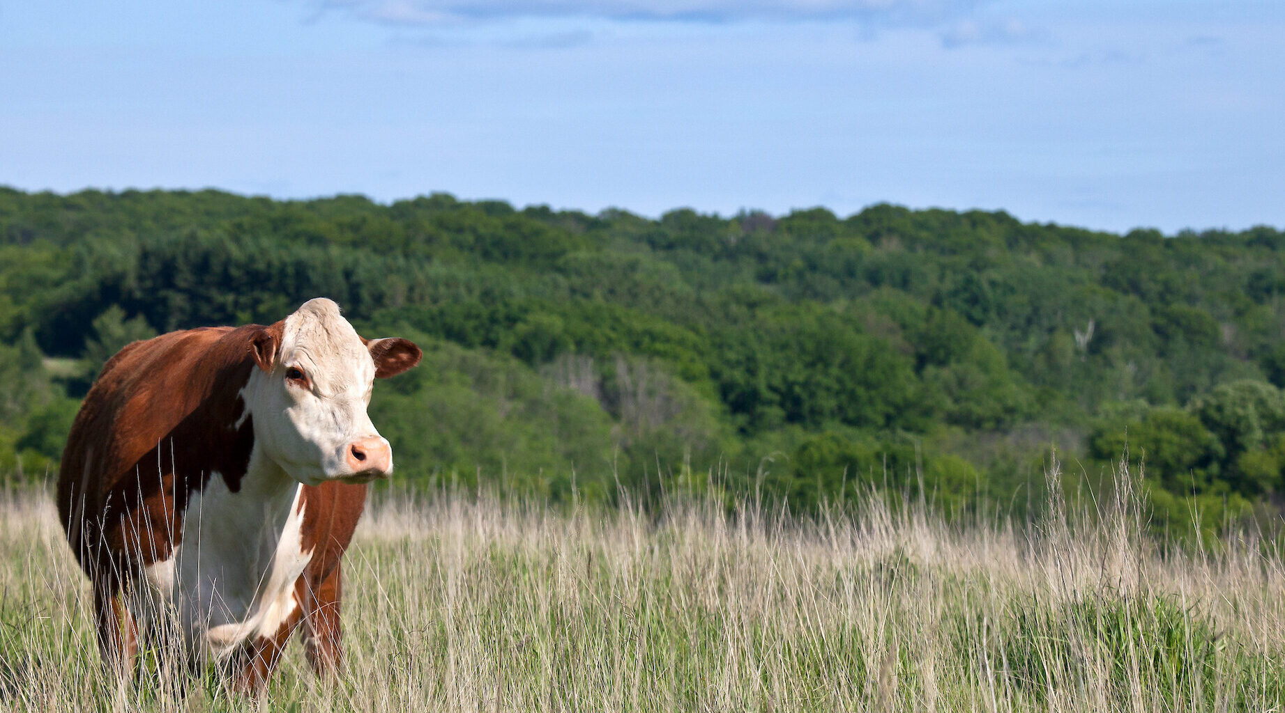 UK industry calls for livestock strategy to match EU ambition