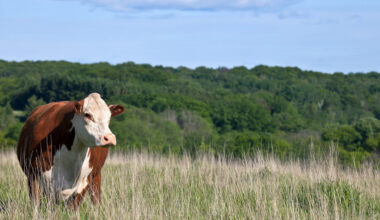 UK industry calls for livestock strategy to match EU ambition