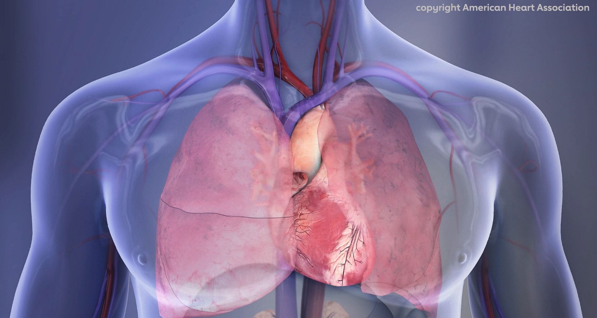 Human Chest Cavity Illustration