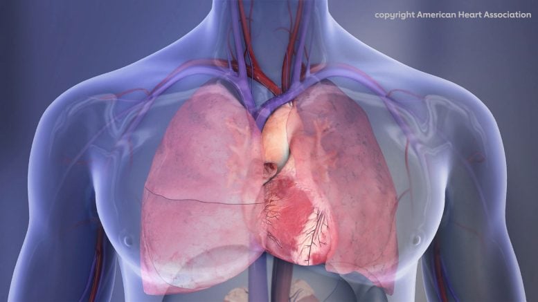 Human Chest Cavity Illustration