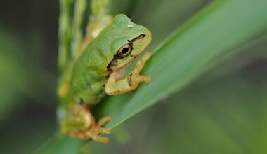Japanese Team Finds Frog Bacteria That Wipes Out Cancer Tumors With a Single Dose