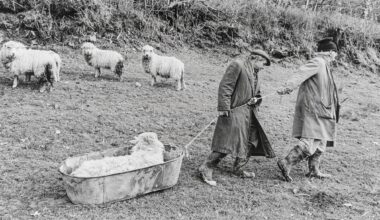 James Ravilious and Chris Chapman spent 50 years photographing farms, weddings and village halls in the same corner of rural England – yet neither ever saw the other as competition
