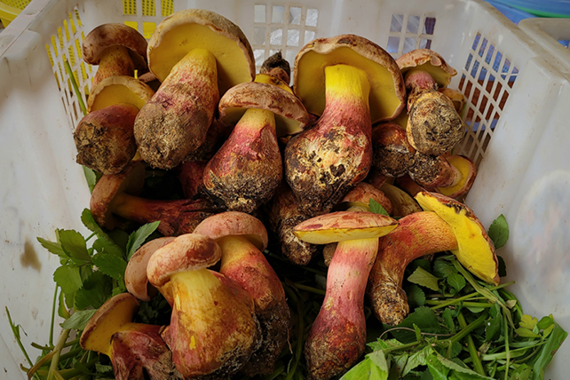 Lanmaoa asiatica