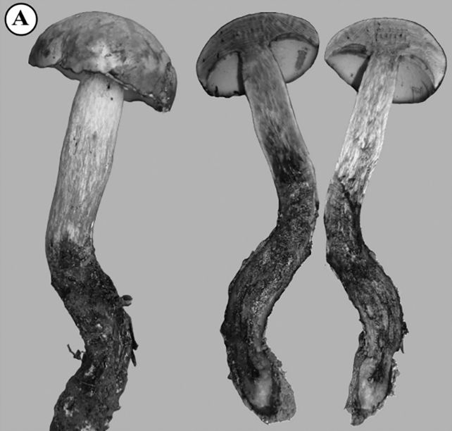 Lanmaoa carbonilivo mushroom