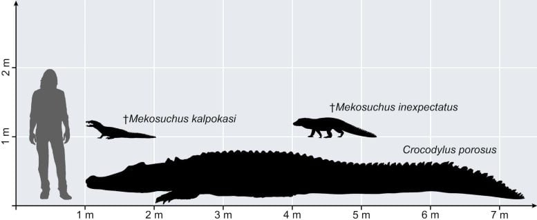Largest and Smallest Known Crocodylian Species in Australasia