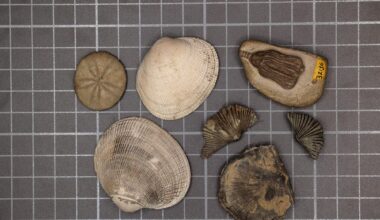 Modern and Paleozoic Fauna