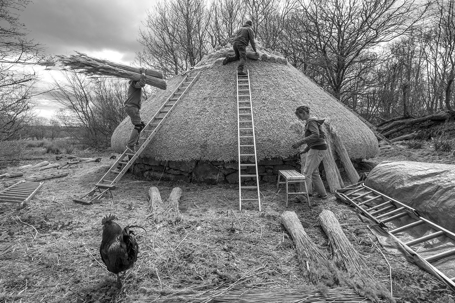Three people work on ladders and a small platform to thatch the conical roof of a stone roundhouse building, with a rooster walking in the foreground.