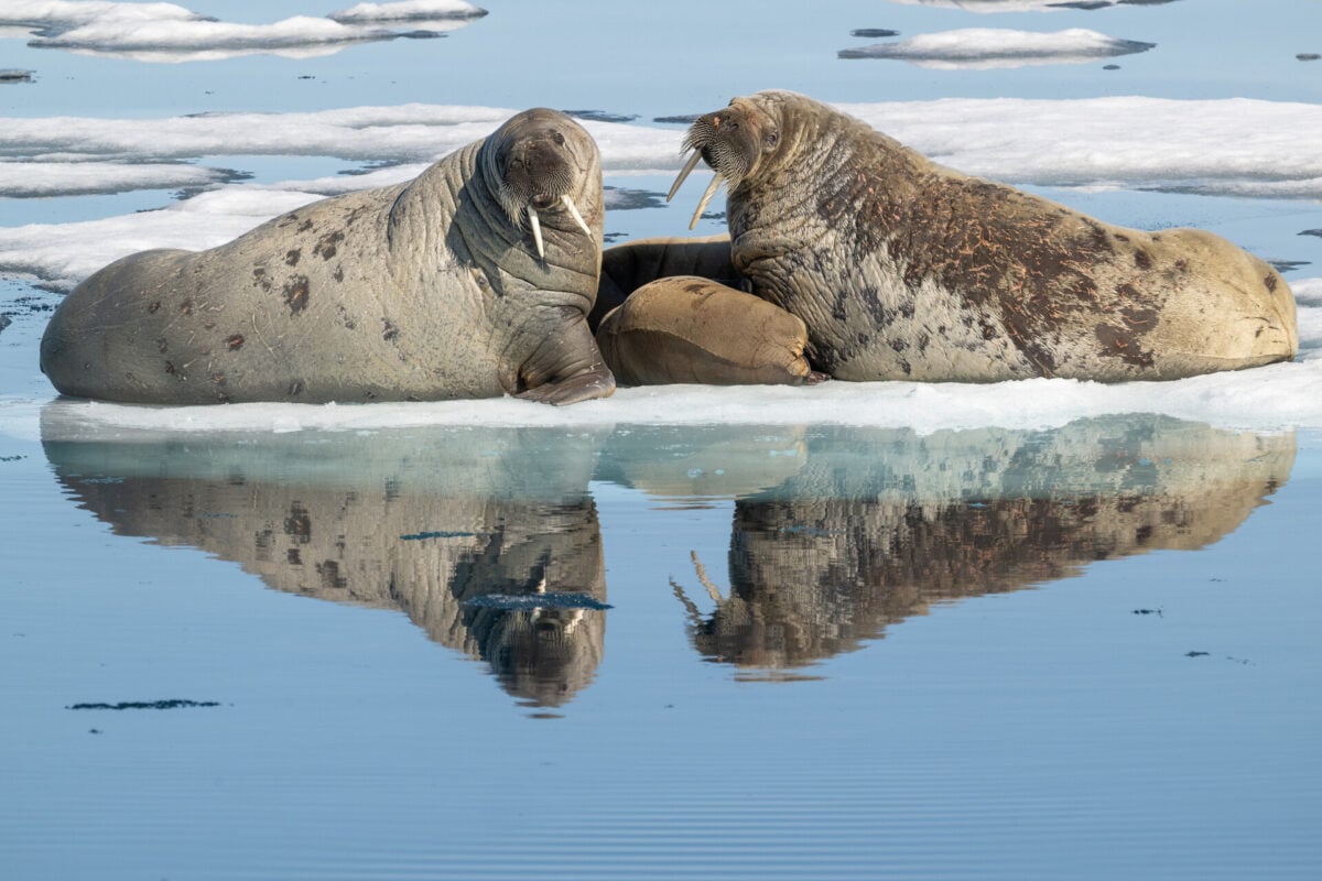 Norway 2026 Richard Rothstein Walrus Nursing Judges Choice 1200x800