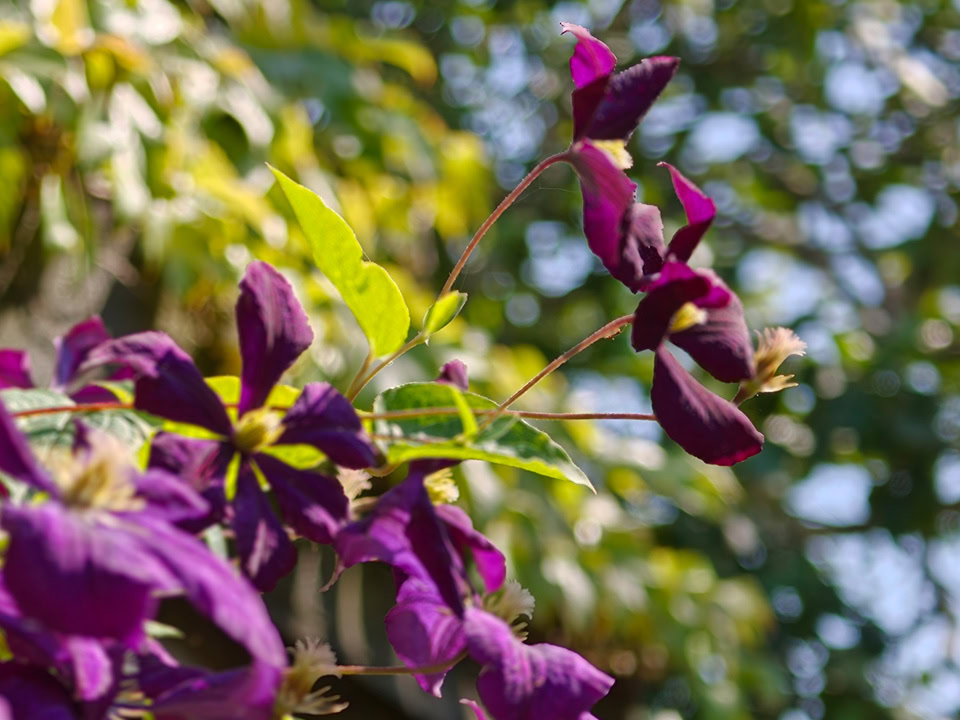 OPPO Find X9 Ultra Tough Bokeh Crop Flower