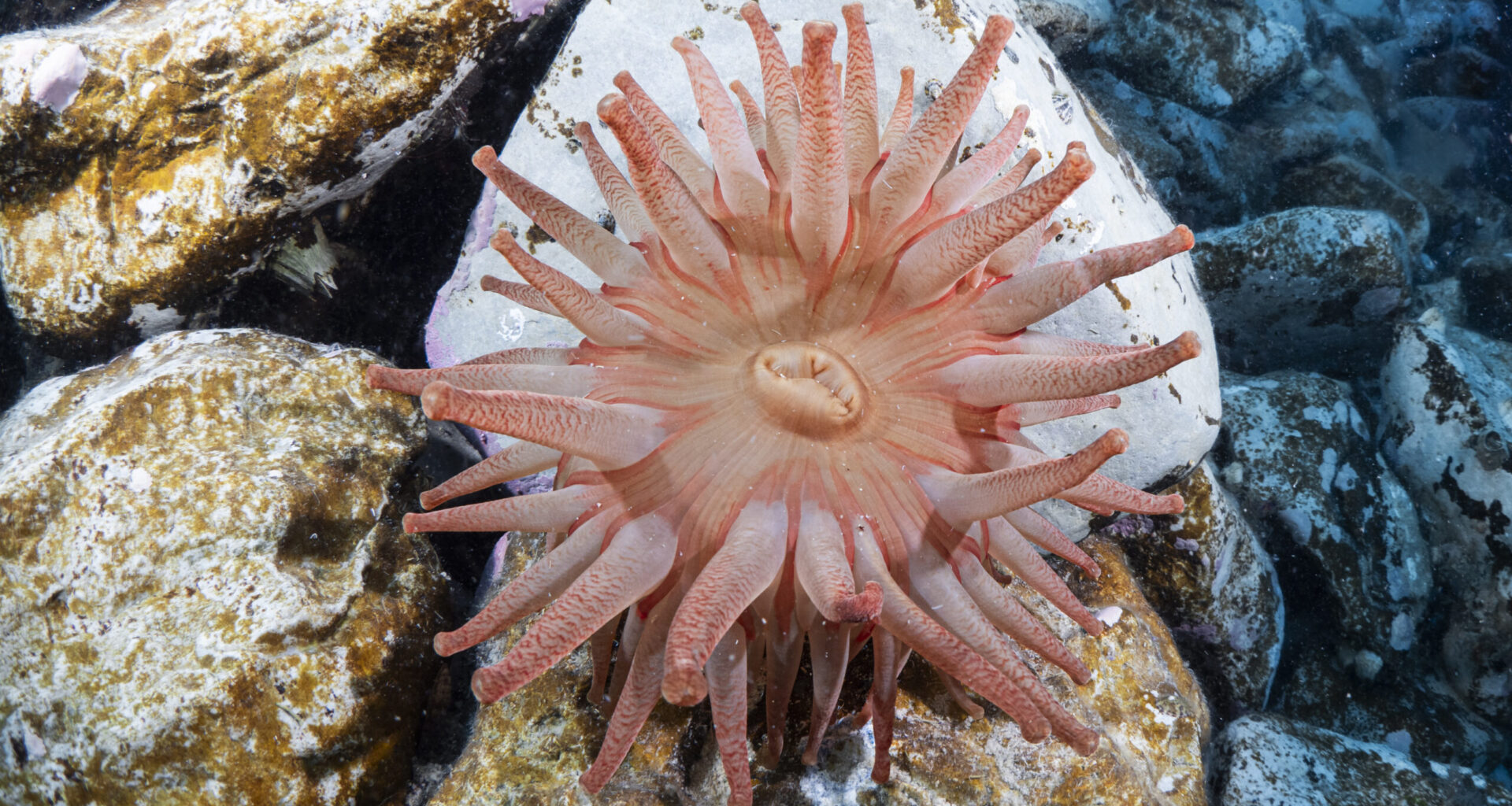 The UK has finally ratified the High Seas Treaty... now the hard part