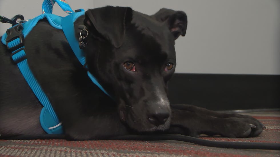Rio is one of two dogs in need of a new home after his owners were injured in a drive-by...