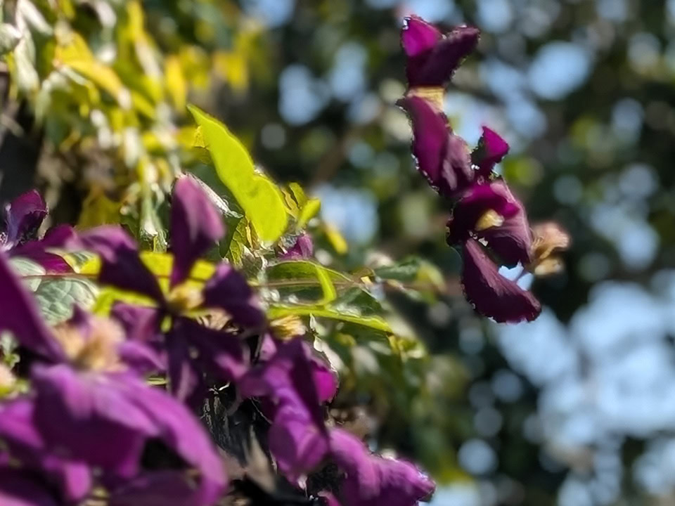 Pixel 10 Pro XL Tough Bokeh Crop Flower