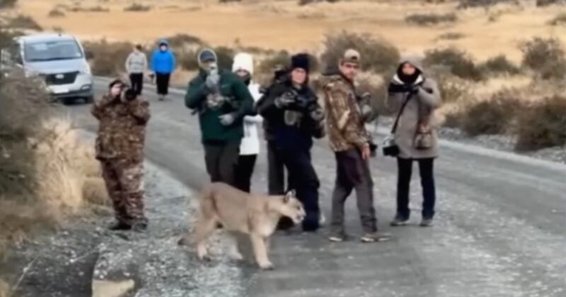 A group of people on a dirt road watch and take photos as a wild cougar calmly walks past them. There is a vehicle parked on the left and dry grass and bushes in the background.