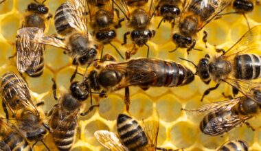 Queen Bee Worker Bees