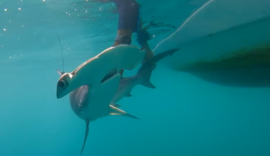 Elusive predator spotted off Galapagos Islands for first time in two decades - The Independent