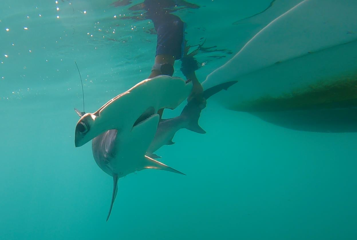 Researchers from Texas A&M University at Galveston is studying the ecology and conservation needs of the smooth hammerhead shark