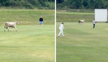 Runaway bull invades cricket pitch and charges at players as match called off - The Independent